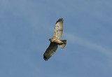 1102 Red-backed Hawk Buteo jamaicensis 2cy Las Grutas Argentina 20101102.jpg