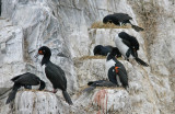 1111 Rock Cormorant, Phalacrocorax magellanicus Beagle canal Argentina 20101111.jpg