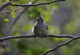 1111 Tufted Tit-Tyrant Anairetes parulus Tierra del Fuego NP Argentina 20101111.jpg
