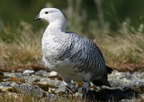 1111 Upland Goose Chloephaga picta male Tierra del Fuego NP 20101111.jpg
