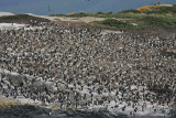 Imperial Cormorant, Phalacrocorax atriceps albiventer Beagle canal Argentina 20101111a.jpg