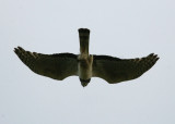 Long-winged Harrier Circus buffoni ad male Reserva Natural Otamendi Argentina 20101114.jpg