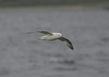 Southern Fulmar Fulmarus glacialoides Beagle canal Argentina 20101111.jpg