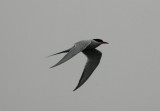 South American Tern Sterna hirundinacea Beagle Canal Argentina 20101111.jpg