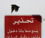 Read it and see House Crow 060105 Abu Dhabi.jpg