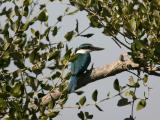 Collared Kingfisher ssp kalbaensis 060107 Khor Kalba.jpg