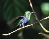 GREEN CROWNED WOODNYMPF, MALE,TANDAYAPA 19.7 jpg