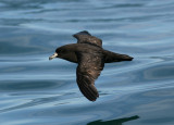 071205 1 Westland Petrel Procellaria westlandica Kaikura.jpg