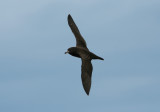 071205 1y Flesh-footed Shearwater Puffinus carneipes Kaikura.jpg