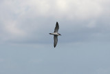 071130 1r1 Bullers Shearwater Puffinus bulleri Hauraki Bay.jpg