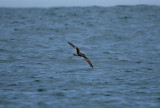 071205 1r6 Bullers Shearwater Puffinus bulleri Kaikura.jpg