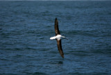 071205 1g Northern Royal Albatross Diomedea epomophora sanfordi Kaikura.jpg