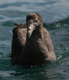 New Zealand  Seabirds 2007, extended version; Southern and Northern Giant petrel