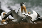 New Zealand seabirds 2007, extended version: Australasian Gannet and White-faced Storm Petrel