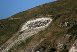 071207 1n Stewart Island Shag Leucocarbo chalconotus breeding colony Takaora Head.jpg