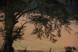 11th September 2008 <br> harvest
