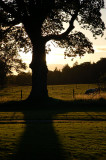 28th September 2008 <br> tree in early autumn