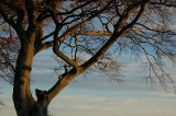 DSC_0079 copy.jpg
