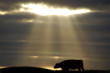 8th November 2008 <br> light breaks through