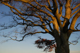 1st December 2008 bare