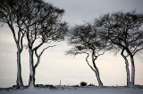 5th February 2009 <br> trees in winter