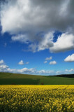 3rd May 2009 <br> fields at Balquhain