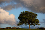11th June 2009 tree