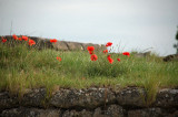 21st July 2009 <br> poppies