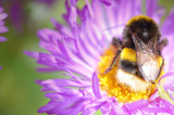 27th July 2009 <br> bee friendly