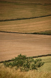 26th August 2009 <br> fields