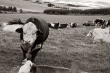 12th September 2009 <br> bull