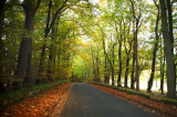 18th October 2009 <br> tree tunnel