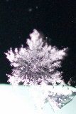 27th November 2010 <br> flake