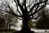 tree.jpg