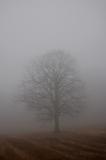 DSC_0019sL.jpg