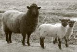 23rd April 2006 <br> sheepish