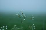 DSC_0025s.jpg