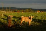 DSC_0133s.jpg