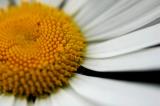 DSC_0071s.jpg