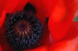 3rd July 2006 <br> last poppy