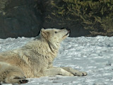 e Wolf  Turtleback zoo  ps cs FZ20  P1150413.jpg