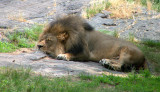 e  Lion sleeps tonight.FZ35  FS only P1000587.jpg