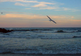 e Cape May  ZS3  FS only P1050407.jpg