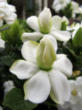 Baby Gardenias around the back yard