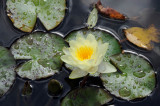 Water Lily