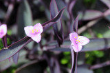 Purple Wandering Jew flowers