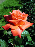 Orange Rose - Oregon