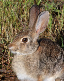 Eastern Cottontail, Portal, Arizona