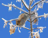 Squirrel on icy tree