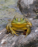 Bullfrog with Zen expression